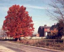 Blair Sugar Maple Tree; Blair Family, 2006
