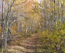 A photo of Daly Point Nature Reserve where there are acres of saltmarsh, old fields and mixed forest, as well as hundreds of species to watch.; City of Bathurst