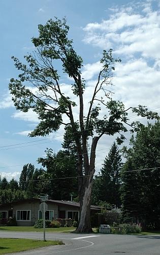 View of Trattle Memorial Maple Tree in summer 2006