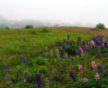 View of the general vicinity of the Bentley Street site.; Province of New Brunswick