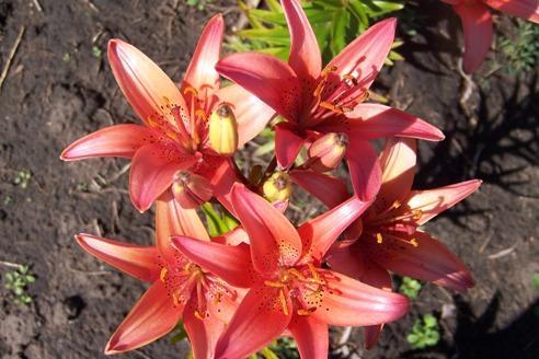 Lilies