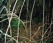 Showing stone amid thick undergrowth; PEI Genealogical Society, 2006