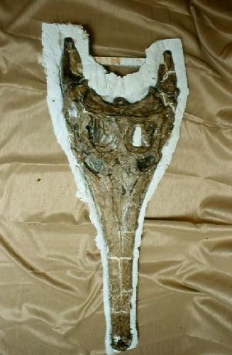 Terminonaris Skull
