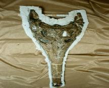Top view of fossil crocodilian skull.; Government of Saskatchewan, Royal Saskatchewan Museum.