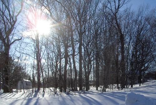 View of treed lot from the east