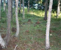 Showing sandstone markers among trees; Donna Collings, 2007