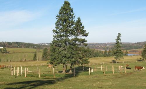 Showing cemetery in middle of a cattle field
