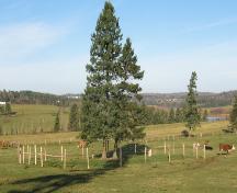 Showing cemetery in middle of a cattle field; Bill Glen, PEI Genealogical Society, 2007