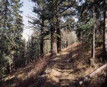 Wood's Douglas Fir Tree Sanctuary, Calgary; Alberta Culture and Community Spirit, Historic Resources Management, 1992