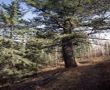Wood's Douglas Fir Tree Sanctuary, Calgary; Alberta Culture and Community Spirit, Historic Resources Management, 1992