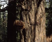 Wood's Douglas Fir Tree Sanctuary, Calgary; Alberta Culture and Community Spirit, Historic Resources Management, 1992