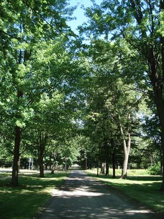 Treed Avenue, London Psychiatric Hospital, 2007