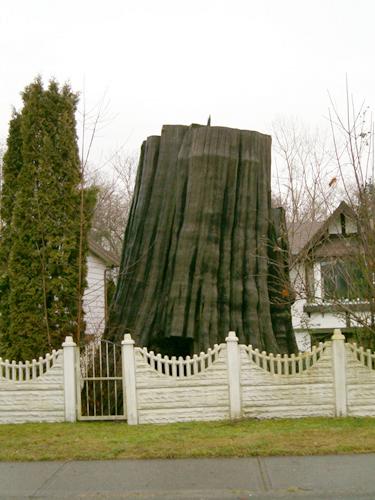 Oblique view.