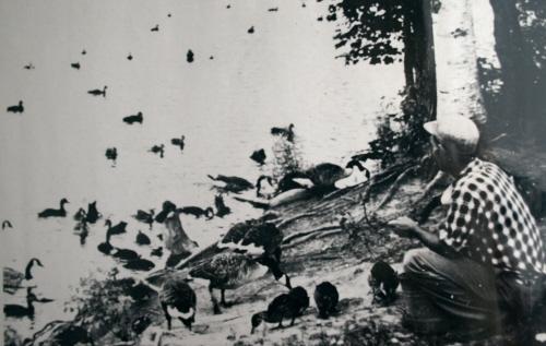 Harvey and waterfowl