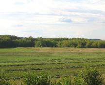 View northwest from Fort Pelly #2 toward Fort Pelly #1 location in hay field, near-side of trees, 2004.; Government of Saskatchewan, Marvin Thomas, 2004.