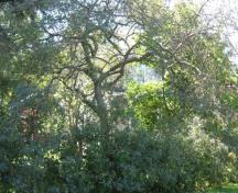 Featured is the dense vegetation surrounding the property.; Chelsey Tyers, 2008.