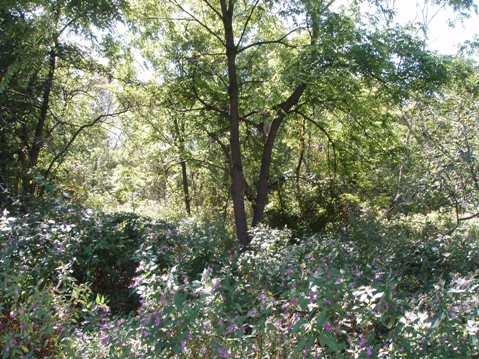 Stickwood Brickyard and Wetlands