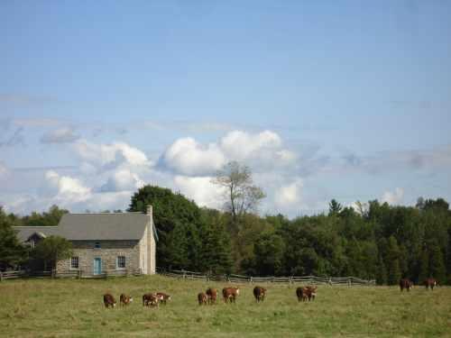 Fry House