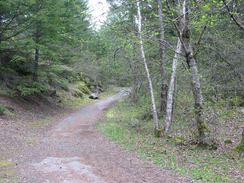 road among trees