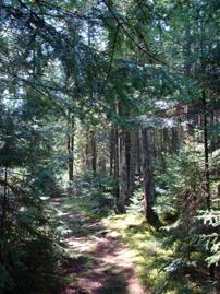 Sentier de Blueberry Hill