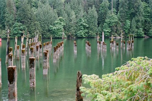Wharf pilings at Tod Inlet, 2012