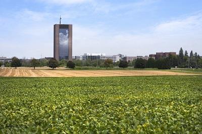 Champs de soya verts et de grains