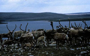 Fall Caribou Crossing, Parks Canada / Passage-de-Caribous-en-Automne, Parcs Canada