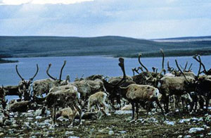 Fall Caribou Crossing, Parks Canada / Passage-de-Caribous-en-Automne, Parcs Canada